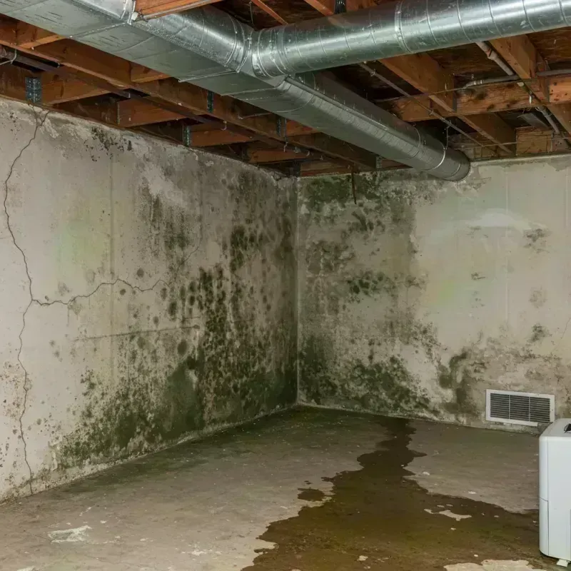 Professional Mold Removal in Waterford, CT